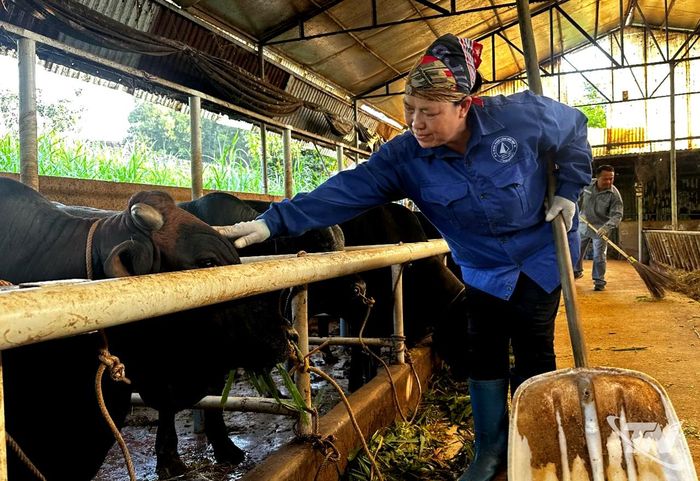 Mô hình chăn nuôi bò thịt theo hướng tuần hoàn tại xã Phú Bình tạo việc làm, giúp bà An Thị Tuyết, xóm Nguyễn Sơn, có thu nhập ổn định.