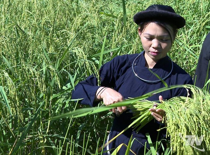Công đoạn làm cốm bắt đầu bằng việc gặt lúa nếp.