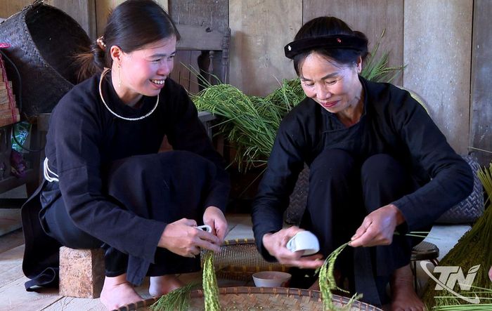 Những hạt lúa nếp non được tuốt thủ công để đem luộc.