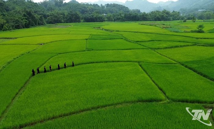 Cánh đồng lúa nếp Khẩu nua pái (xã Nghĩa Tá) trong buổi sớm mùa thu.
