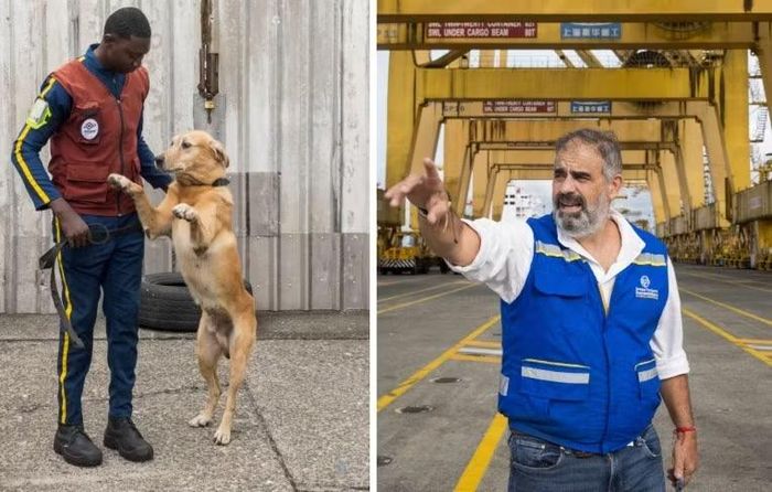 Chó nghiệp vụ tìm kiếm cocaine tại cảng Buenaventura (Colombia), trong khi một nhân viên tại cảng (bên phải) hỗ trợ điều phối các quy trình an ninh