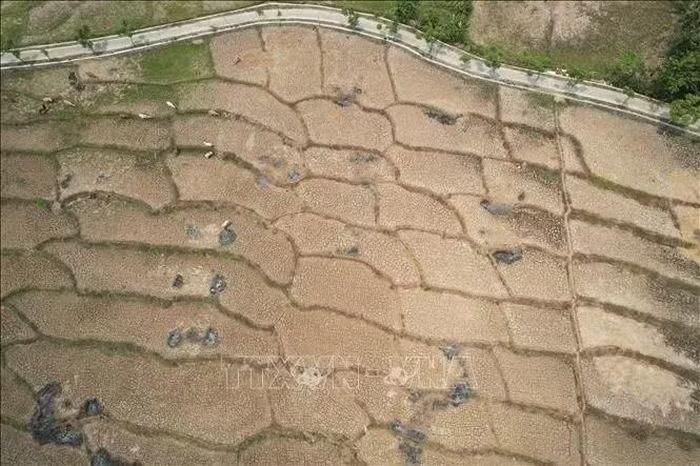 Cánh đồng lúa khô hạn ở Tây Java, Indonesia. Ảnh: THX/TTXVN phát