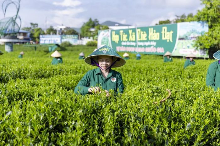 Chè Hảo Đạt - Một thương hiệu mạnh, một địa chỉ được đông đảo du khách biết đến của vùng chè Tân Cương.