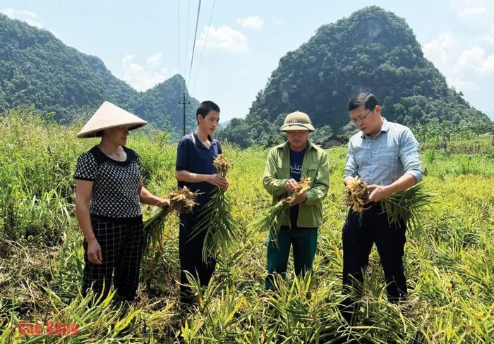 Lãnh đạo xã Trường Hà kiểm tra diện tích gừng tại các xóm vùng cao.