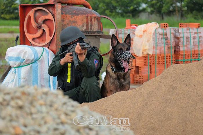 Cán bộ, chiến sĩ Cảnh sát cơ động Công an tỉnh Cà Mau tăng cường tập luyện, trau dồi kỹ năng huấn luyện chó nghiệp vụ phục vụ công tác và chiến đấu.