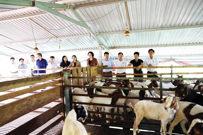 Nuôi dê ở xã Chiến Thắng, tỉnh Lạng Sơn mang lại giá trị kinh tế cho người dân. Ảnh: THANH LIÊM