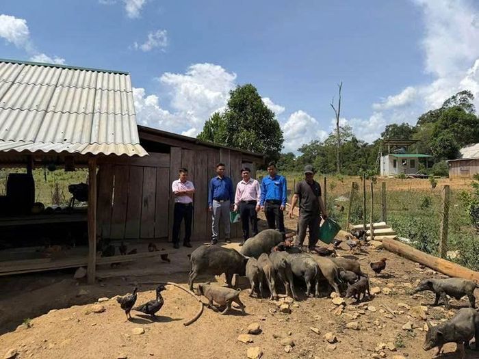 Mô hình chăn nuôi heo đen bản địa của gia đình Anh Đinh Văn Kem ở thôn 1, xã An Toàn - Ảnh: Ngân Hà