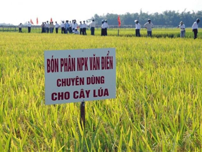Mô hình bón phân NPK Văn Điển chuyên dùng cho cây lúa 