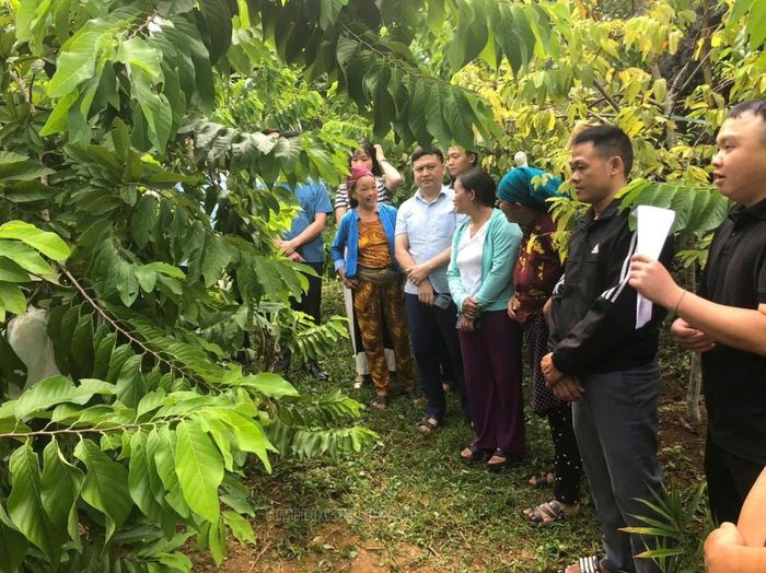 Mô hình trồng Na Thái tại thôn Đầu Cầu II xã Cán Tỷ tỉnh Tuyên Quang