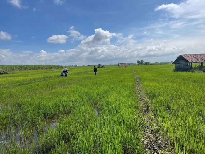  Kiểm tra thực tế tình hình sinh trưởng của cây lúa tại đồng ruộng, nắm bắt tình hình sản xuất và kịp thời hướng dẫn người dân chăm sóc, góp phần bảo đảm năng suất vụ mùa.