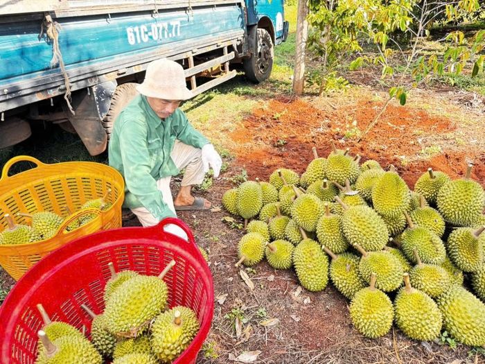  Xã Ia Hrú đẩy mạnh liên kết sản xuất, triển khai cấp mã số vùng trồng sầu riêng và cà phê, góp phần nâng cao khả năng truy xuất nguồn gốc nông sản.