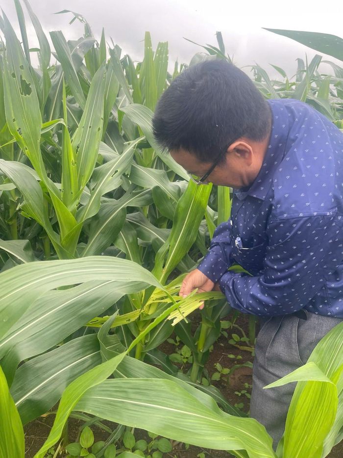  Lãnh đạo địa phương kiểm tra công tác chăm sóc cây trồng, chủ động phòng trừ sâu bệnh, hướng đến nâng cao hiệu quả sản xuất nông nghiệp. 