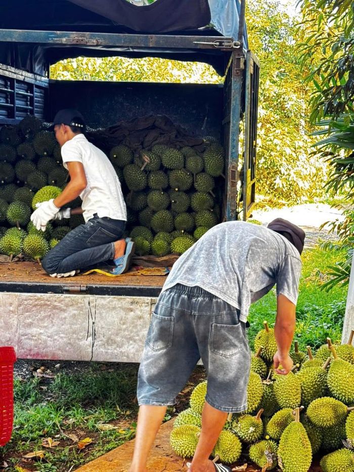  Người dân thu hoạch, phân loại và vận chuyển sầu riêng, góp phần thúc đẩy tiêu thụ nông sản và nâng cao giá trị cây ăn quả tại địa phương. 