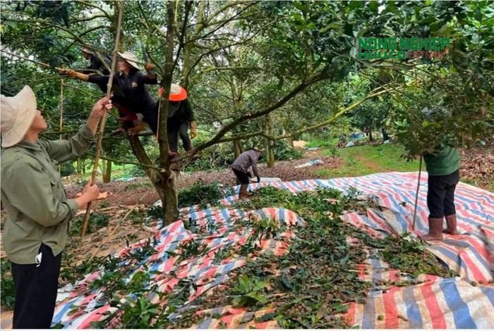 Nông dân xã Quảng Trực thu hoặc quả mắc ca