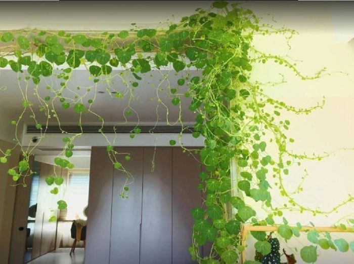 Không nên để cây trầu bà ở cửa chính ra vào.