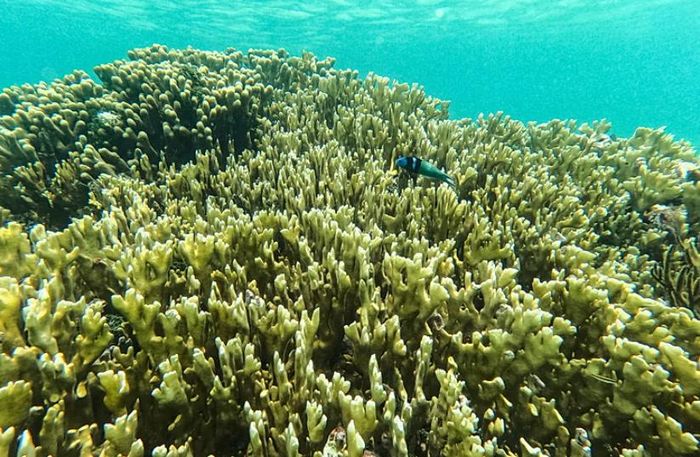 Nhiệt độ tăng cao do El Nino đe dọa nghiêm trọng đến hệ sinh thái san hô. (Ảnh: AP)