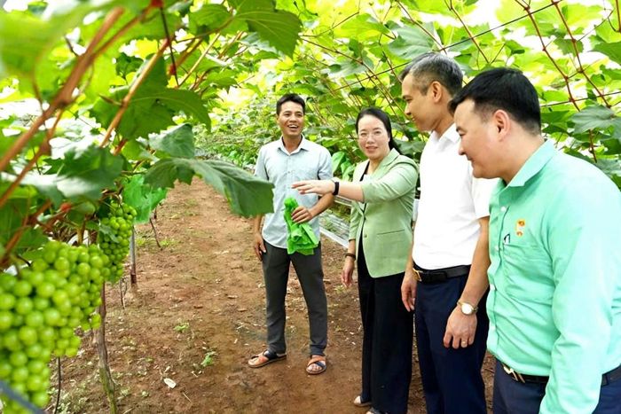 Chủ tịch Hội Nông dân thành phố Hà Nội Phạm Hải Hoa thăm mô hình trồng nho ứng dụng công nghệ cao - công trình "Cánh đồng sạch" của Hội Nông dân xã Thuận An. Ảnh: Thanh Thư