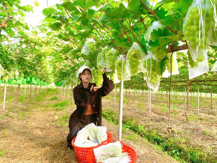 Quỹ Hỗ trơ nông dân thành phố đồng hành cùng mô hình trồng nho ứng dụng công nghệ cao của Farm Nông nghiệp xanh, xã Thạch Thất. Ảnh: Ngọc Quang 