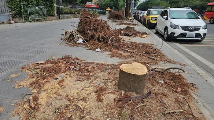 Nhiều cây xanh ở vỉa hè đường Mễ Trì cũng được cắt tỉa.