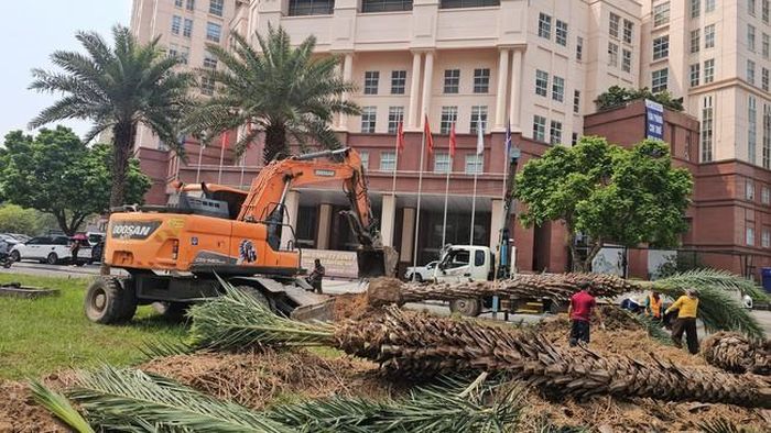 Nhiều công nhân đang tiến hành di dời cây ở dải phân cách đường Mễ Trì.