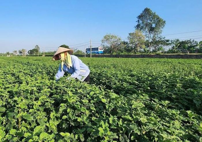 Việt Nam có nguồn tài nguyên cây thuốc phong phú, với nhiều loài dược liệu mang giá trị y học và tiềm năng phát triển.