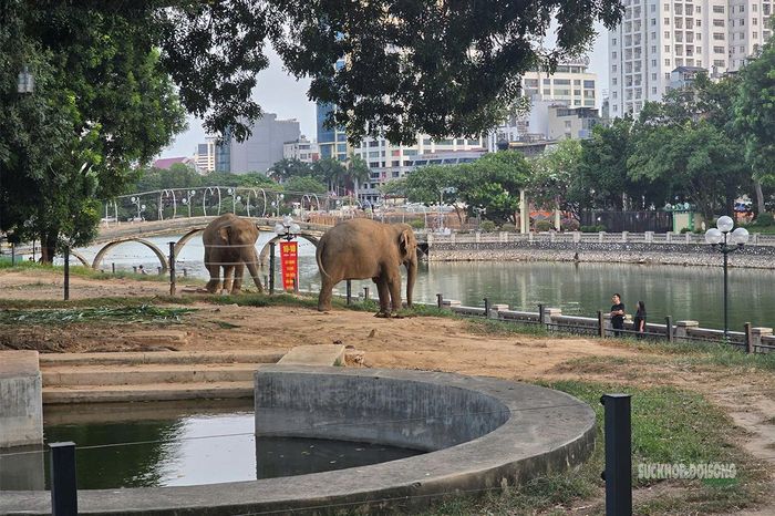 Khu vực nuôi voi ngoài trời. Ảnh: Tuấn Anh