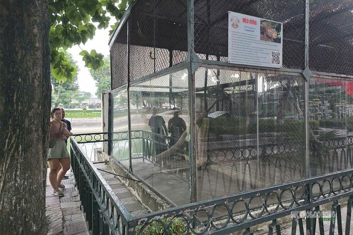 Khu nuôi mèo rừng được bao quanh bởi hệ thống lưới thép và vách kính. Ảnh: Tuấn Anh
