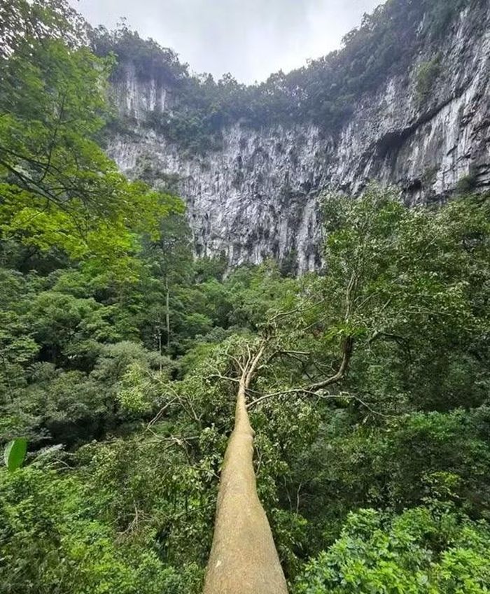Cây rừng vươn lên từ dưới đáy hố sụt. Ảnh: Jungle Boss.