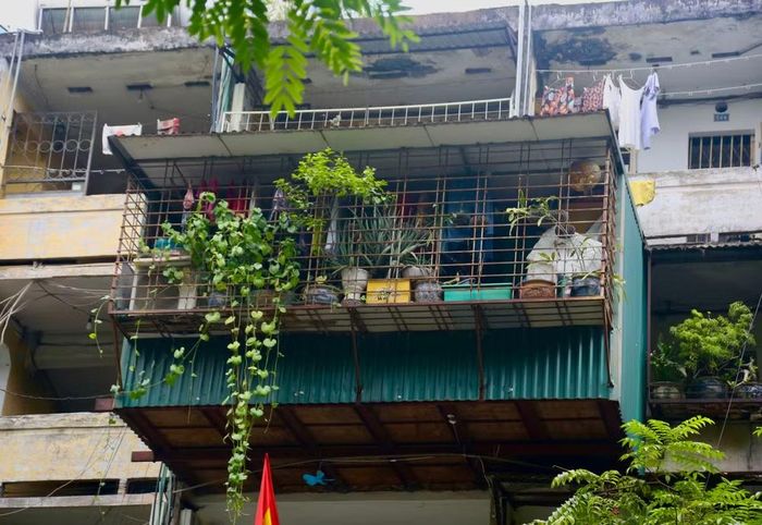 Từng tán lá xanh tươi, mang hơi thở thiên nhiên nổi bật giữa khu tập thể cũ