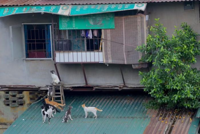 Đàn mèo vô tư dạo chơi, thổi bừng sức sống riêng cho một góc tập thể cũ