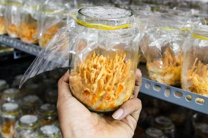  Đông trùng hạ thảo được nuôi cấy. Ảnh: Hải An. 