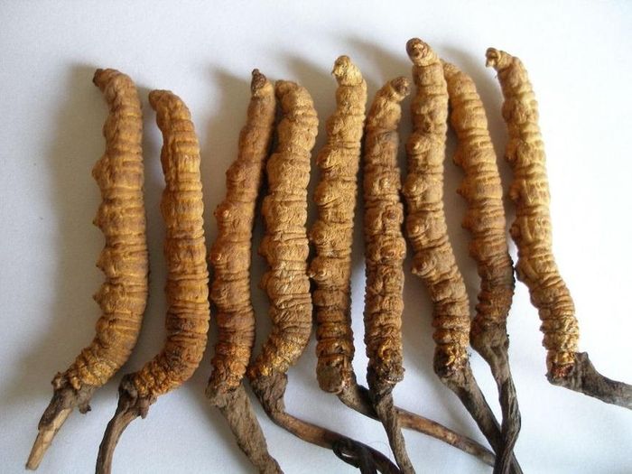  Đông trùng hạ thảo là một loại dược liệu quý, tốt cho sức khỏe, hỗ trợ khả năng miễn dịch, góp phần điều trị nhiều bệnh. Ảnh: Mask. 