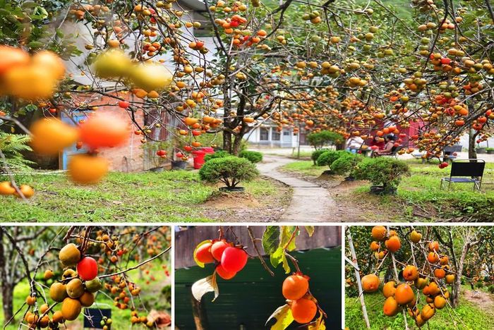 Theo những chủ vườn cho biết, mùa hồng năm nay thể kéo dài thêm khoảng 1 tháng nữa