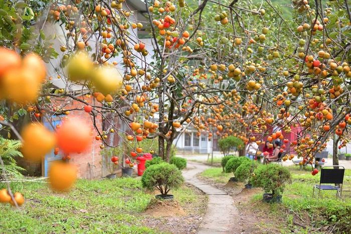 Trong khi đó, một chủ vườn dưới chân đèo Mimosa quyết định "chơi lớn" khi tiến hành vặt sạch lá của cả vườn để khách có thể ngắm và chụp ảnh đẹp hơn