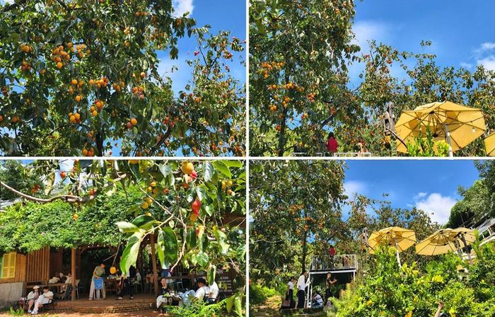 Tiệm cà phê Nhà Ngoại sở hữu vườn hồng trĩu quả