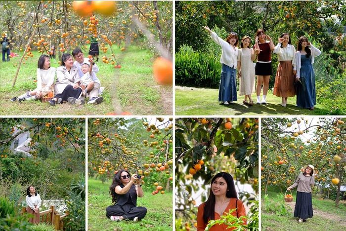 Đây cũng chính là cơ hội để các cơ sở kinh doanh kéo khách, gia tăng doanh thu. Đồng thời, mùa hồng còn góp phần quảng bá hình ảnh, du lịch của Đà Lạt đến du khách