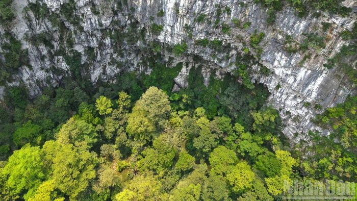 Hệ sinh thái nguyên sinh phát triển dưới đáy hố sụt. (Ảnh: Jungle Boss)