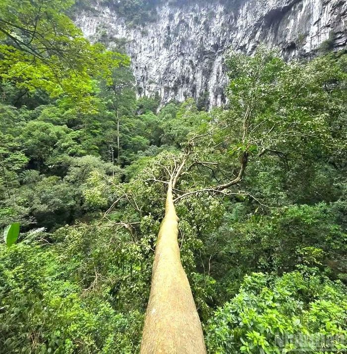 Một cây cổ thụ to lớn sống dưới đáy hố sụt. (Ảnh: Jungle Boss)