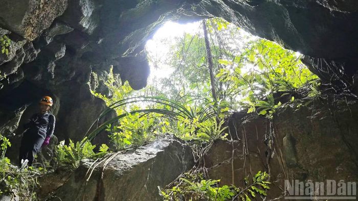 Tìm lối tiếp cận miệng hố sụt. (Ảnh: Jungle Boss)