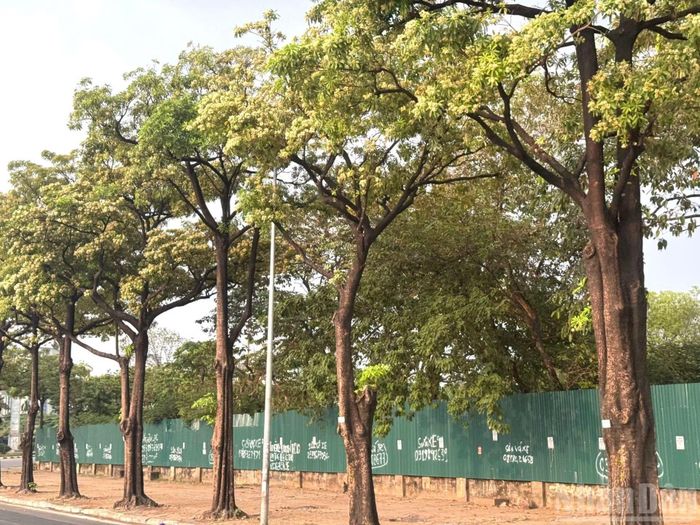 Xét về mặt sinh trưởng, hoa sữa là loại cây đường phố rất tốt nhờ sức sống dẻo dai, bền bỉ, tán lá rộng cho bóng mát hiệu quả và hầu như hiếm khi bị gãy đổ. Nhược điểm lớn nhất của hoa sữa nằm ở chính mùa hoa của nó: mùi hương quá nồng cùng lượng lớn phấn hoa và hạt phát tán khắp nơi. (Ảnh: HNV)
