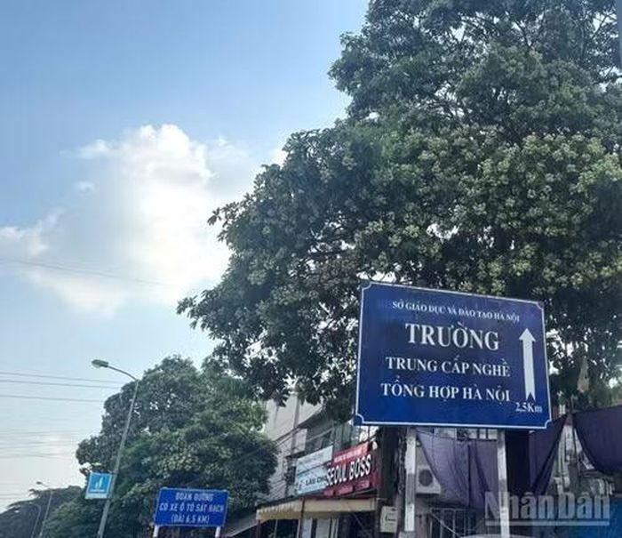 Hoa sữa ở khu vực Xuân Mai, Hà Nội. (Ảnh: HNV)