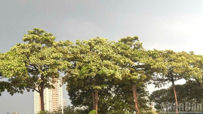 Hoa sữa nở dầy trên tuyến phố Lê Đức Thọ, phường Từ Liêm, thành phố Hà Nội. (Ảnh: HNV)