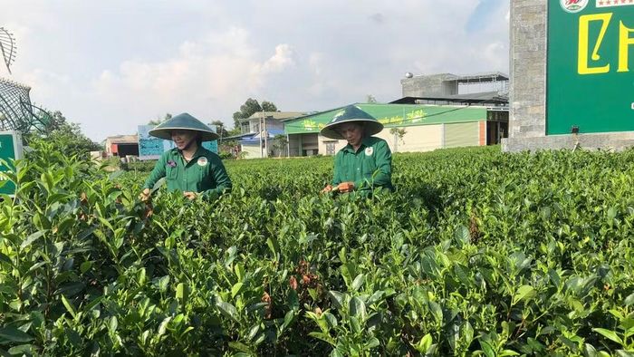 Hợp tác xã chè Hảo Đạt (Thái Nguyên) ứng dụng chuyển đổi số vào một số công đoạn sản xuất. (Ảnh: BẢO HÂN)