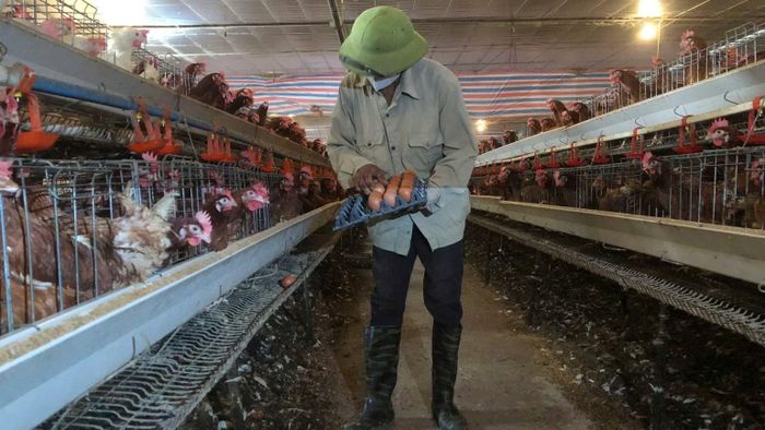 Hợp tác xã sản xuất, kinh doanh và dịch vụ chăn nuôi Duy Nhất xã Tiên Minh (Hải Phòng) ứng dụng công nghệ số vào sản xuất. (Ảnh: BẢO HÂN)
