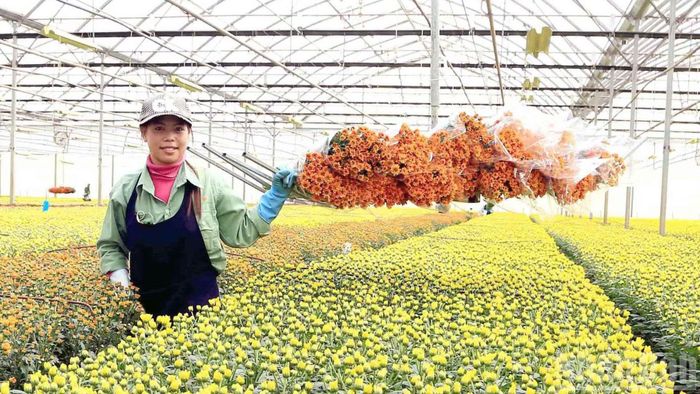 Sản xuất nông nghiệp công nghệ cao tại phường Lâm Viên-Đà Lạt. (Ảnh: BẢO VĂN)