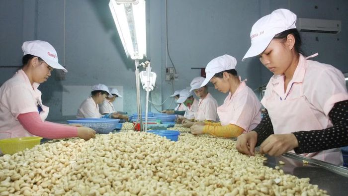 Chế biến hạt điều tại Công ty trách nhiệm hữu hạn Quang Sơn, tỉnh Đắk Lắk. (Ảnh: ĐINH HUÊ)