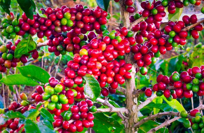 Bản tin nông sản hôm nay (23-10): Giá cà phê trong nước và thế giới cùng giảm. Ảnh minh họa: baolamdong.vn