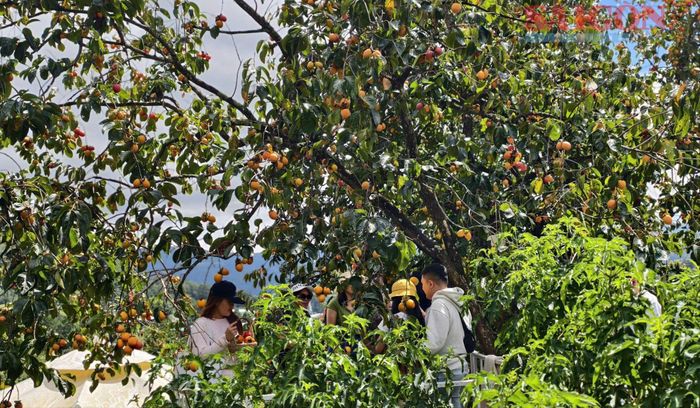  Những cây hồng chín rộ những ngày tháng 10 