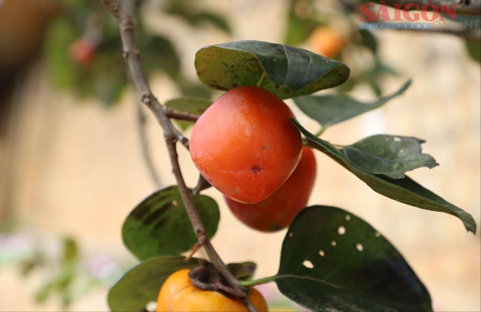  Những trái hồng chín đỏ có thể ăn ngay tại vườn 