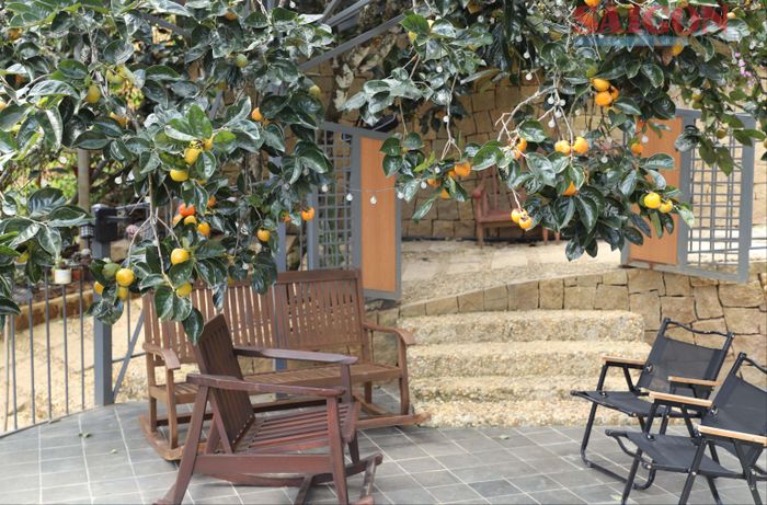  Không khó để du khách có thể tìm đến những không gian thơ mộng, bình dị bên cạnh những cây hồng khi đến với Đà Lạt 